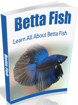 Betta fish