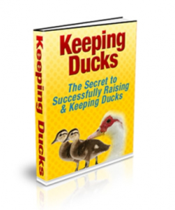Keeping Ducks