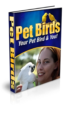 Pet birds