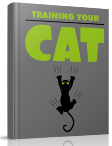 Training Your Cat
